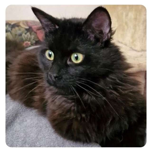 Meet Jay Jay, rescue cat  for adoption with BMD Cat Welfare