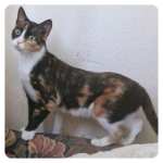 Meet Tallulah, rescue cat  for adoption with BMD Cat Welfare