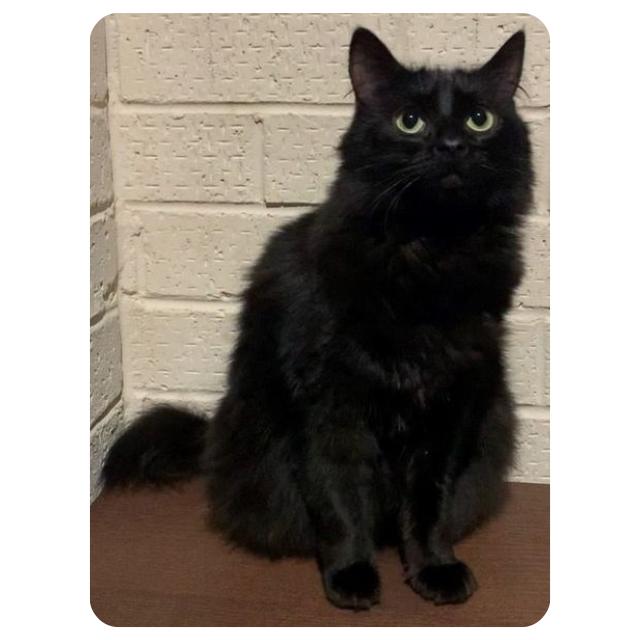 Meet Rebel, Cat for adoption with BMD Cat Welfare