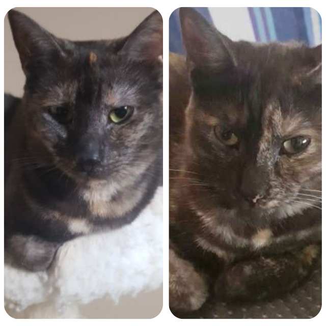 Meet Sky and Shelley, rescue cats  for adoption with BMD Cat Welfare