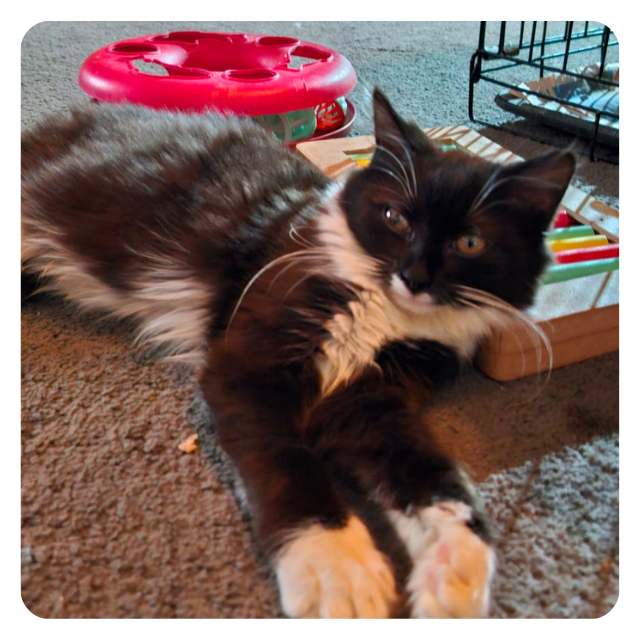 Meet Tinder, Cat for adoption with BMD Cat Welfare