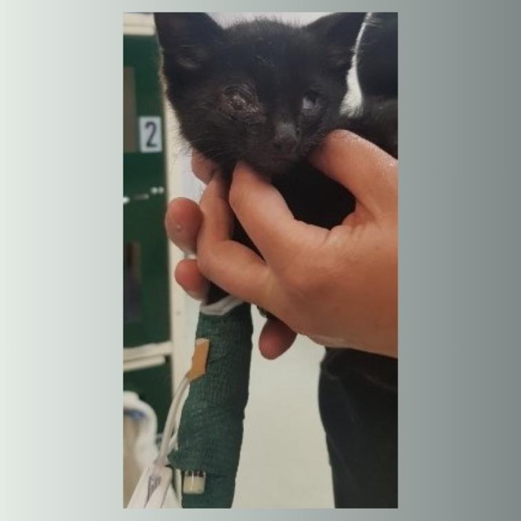 Update Rescue Kitten Dominic Funding Appeal